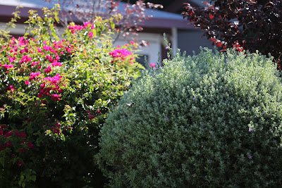 Canon 5D Mark III Bouganvillea Canon 5D Mark III Bouganvillea