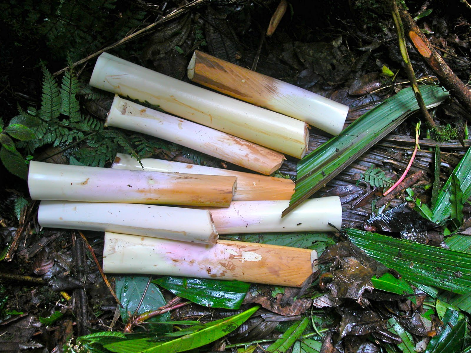 What Country Do Hearts Of Palm Come From at dorothyjengelo blog