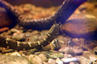 Erpeton Tentaculatum Erpeton tentaculatum 560x373 10 Ular Dengan Kemampuan Unik