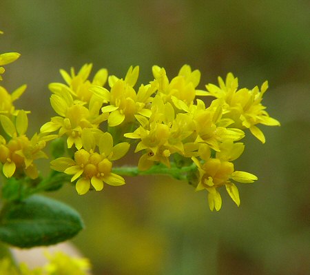 solidago flower