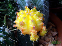 yellow grafted cactus
