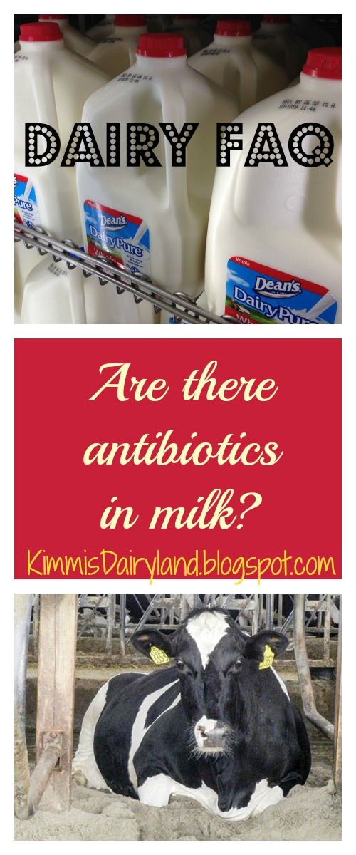 Kimmi's Dairyland Dairy FAQ Do antibiotics used in dairy cows enter