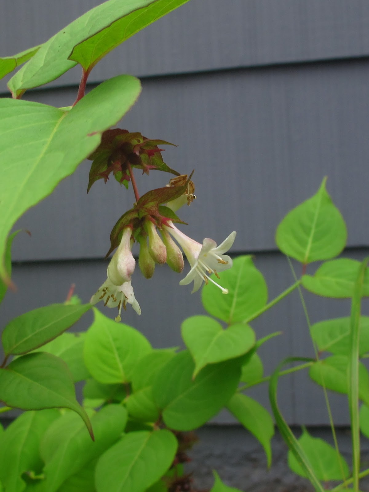 Future Plants By Randy Stewart Pheasant Berry