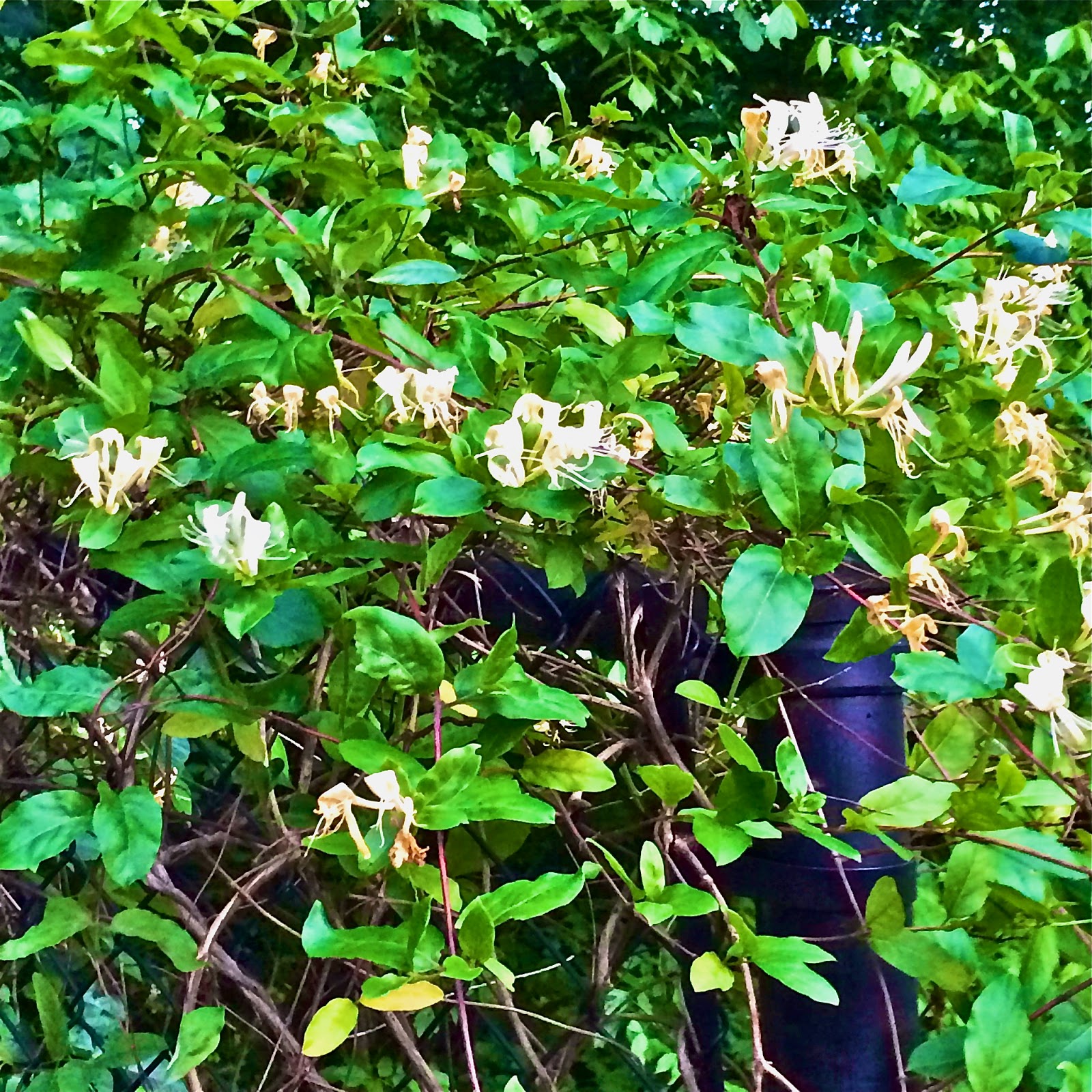Haute + Heirloom Homemade Summer Honeysuckle Simple Syrup