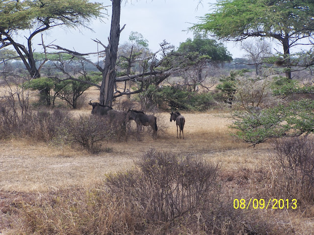 Selous Game Reserve