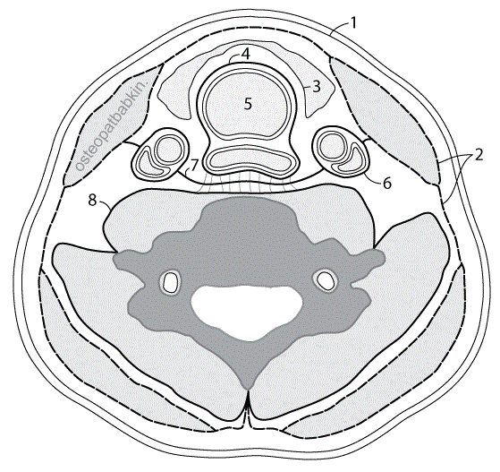 фасции шеи fascia cervicalis фасции шеи fascia cervicalis