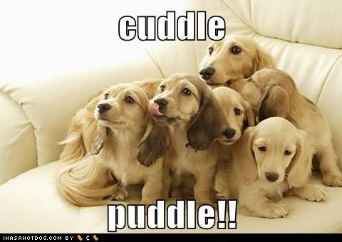 funny-dog-pictures-cuddle-puddle.jpg