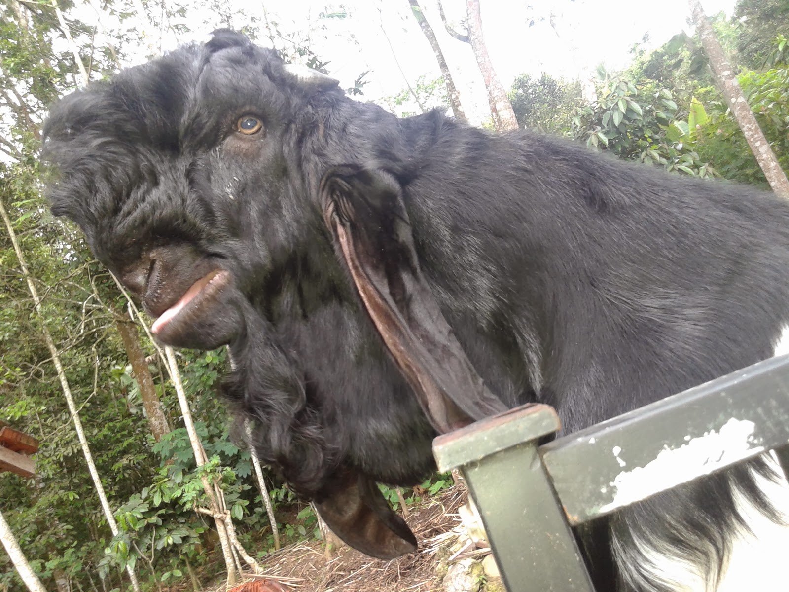 cara penggemukan sapi jantan