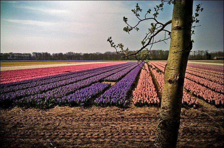 Tulip Garden Seen On www.coolpicturegallery.us Netherland in May Month Seen On www.coolpicturegallery.us