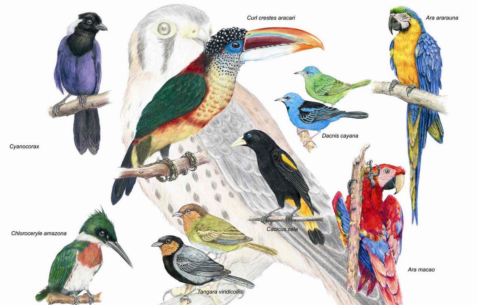 Ilustrador Naturalista