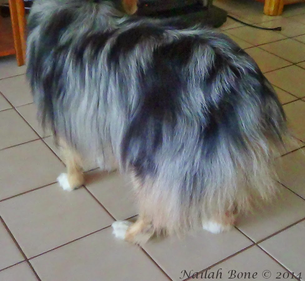 australian shepherd puppy training monday mischief summer puppy cut for my silly australian shepherd australian shepherd puppy training monday mischief summer puppy cut for my silly australian shepherd
