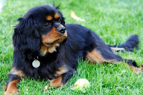 tricolor cavalier king charles spaniel tricolor cavalier king charles spaniel