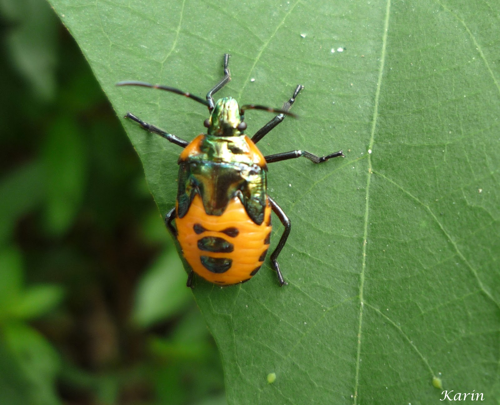 Sur Mon Balcon Dans Les Tropiques Pflanzenwelt Monde Des Plantes