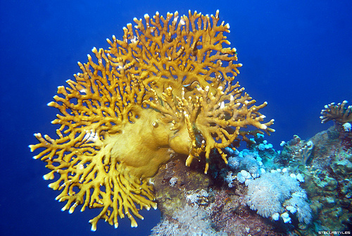 Thomas� Marine Biology Blog Fire coral Thomas� Marine Biology Blog Fire coral