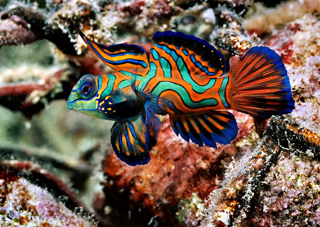 بالصور: أجمل 10 أسماك ملونه في عالم البحار Mandarin+fish7