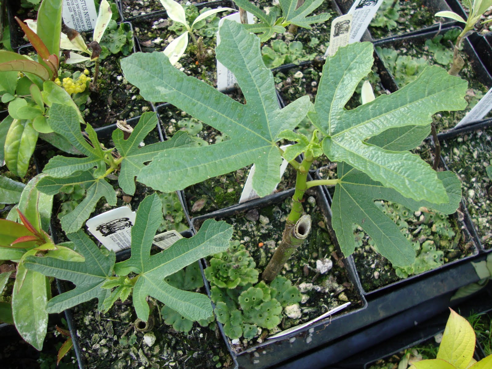 University Of Florida Ifas Charlotte County Extension The Well