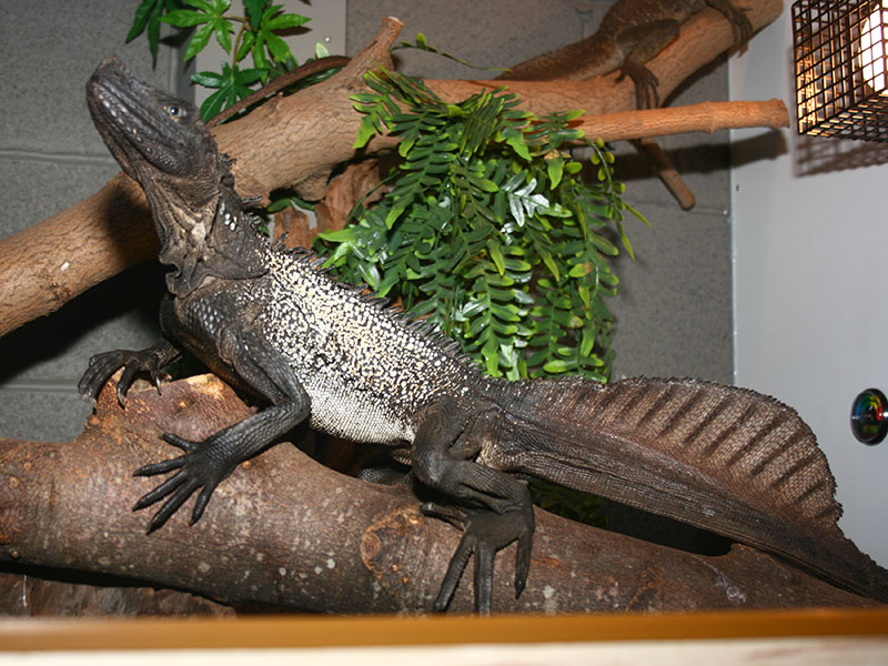 armadillo lizard breeder