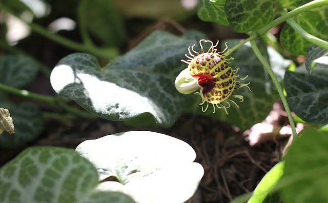 Aristolochia Fimbriata Flowers Pictures