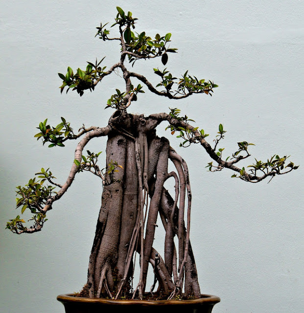 Unique Collections: Bonsai Art