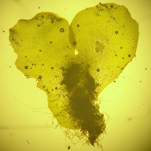 Theobrominated Gametophytes