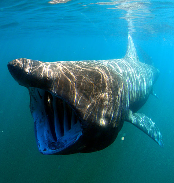 Sharks in GREECE Species of SHARKS in GREECE