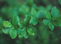 Berberis aristata