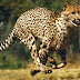 10 of the World's Fastest Land Animals