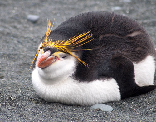 Royal Penguin | Animal Unique