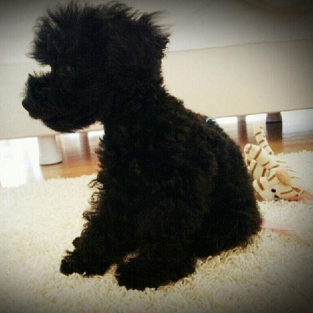 (CAPS) Taeyeon Instagram "Prince, Ginger" 130611+taeyeon+instagram