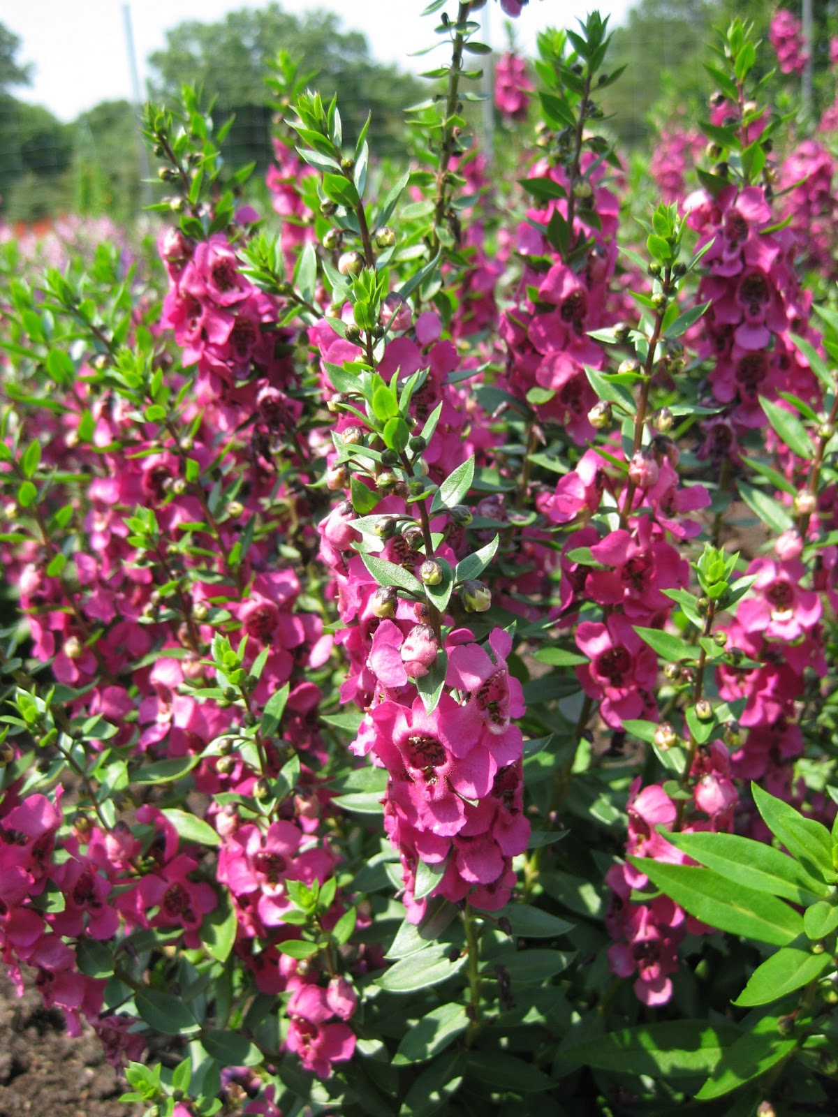 Rotary Botanical Gardens Hort Blog Awesome Angelonias (Summer