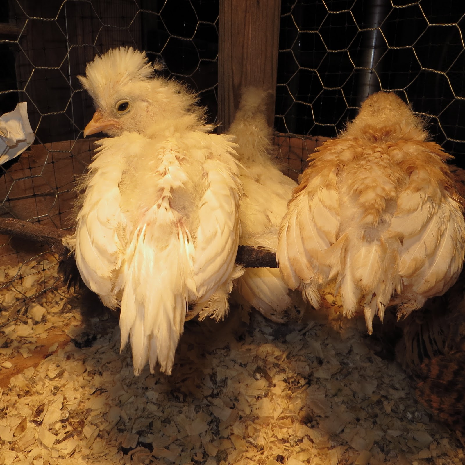 Feather Feet & Vulture Hocks Chick Progression The Sultans