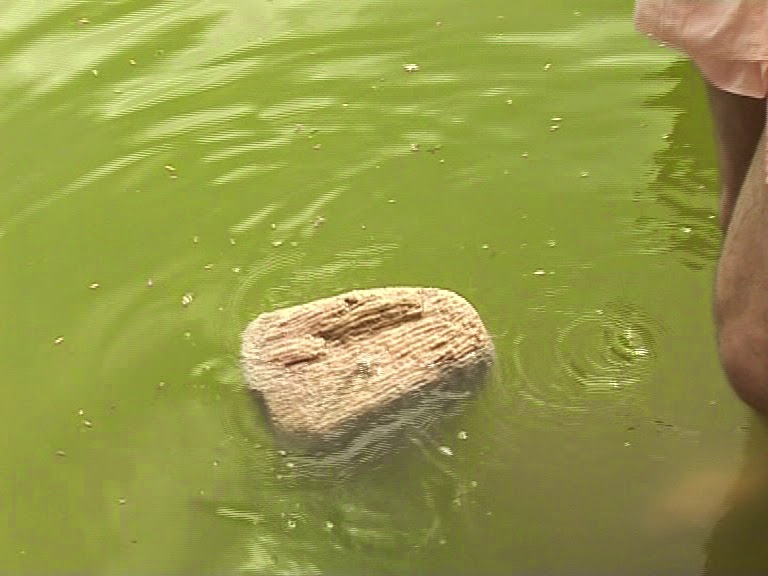 Heavy rocks afloat Ram Setu Bridge, Rameswaram Island, SE India