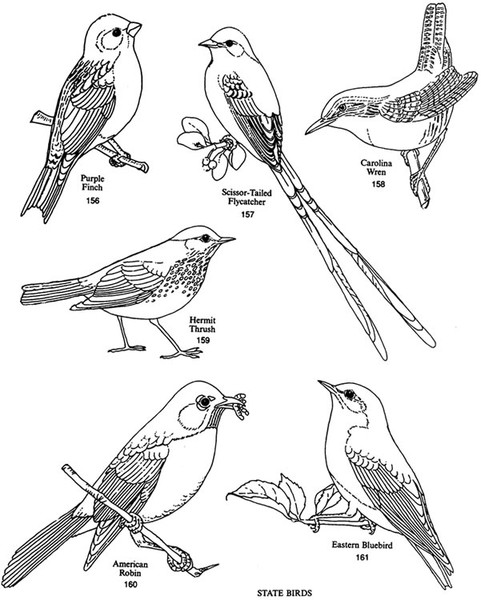 Art at Becker Middle School: Practice drawing birds!