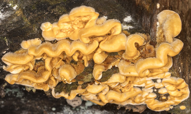 Stereum hirsutum, Hairy Curtain Crust. Keston Common, 26 September 2015. Stereum hirsutum, Hairy Curtain Crust. Keston Common, 26 September 2015.