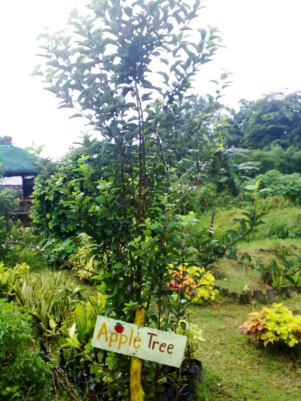 How to plant an apple tree in spring, summer or autumn Proper grafting of apple trees 12 How to plant an apple tree in spring, summer or autumn Proper grafting of apple trees 25