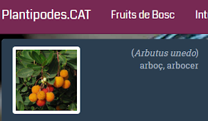 Fruits de bosc
