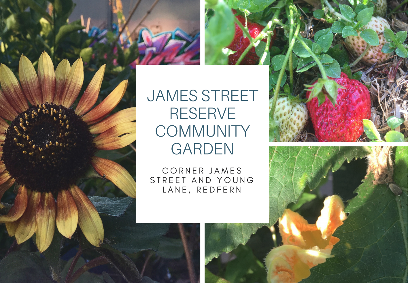James Street Reserve Community Garden