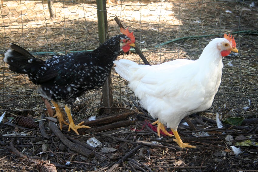 the natural chicken Feeding lupins to poultry some observations (and
