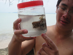 Puffer fish in bottle