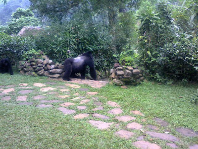 www.gorillasandwildlifesafaris.com 