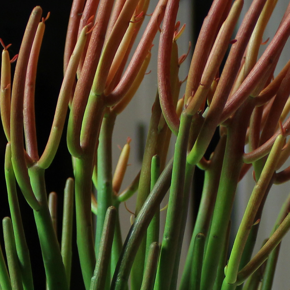 Rosey's Barn 38 Household Plants that are Toxic to your Pets