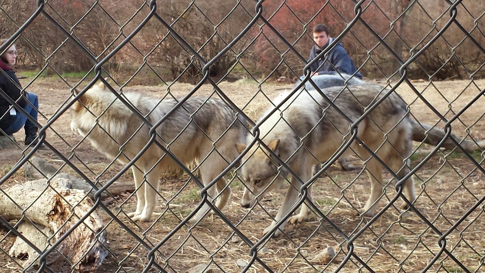 Wolves in New England