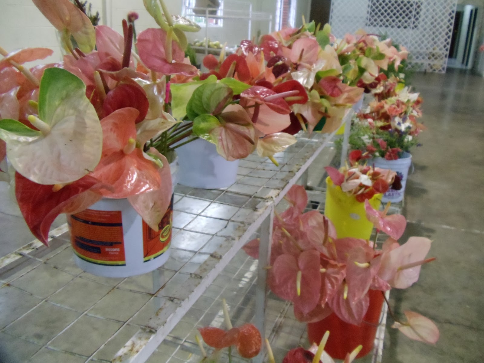 Blue Ribbon Chronicles Trinidadian flower power