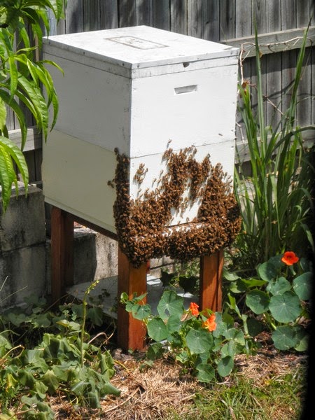 Beekeeping - How we started 17 Beekeeping - How we started