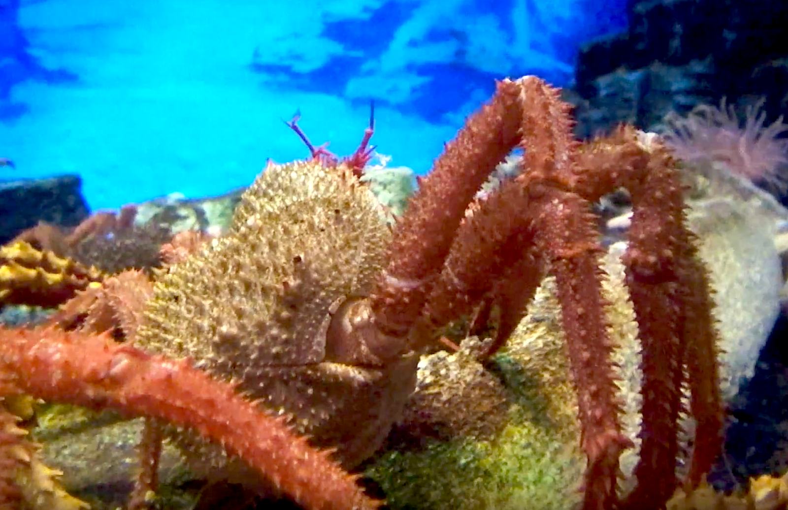 Aquarium Movies Japan Archive 生きている魚図鑑 エゾイバラガニ Anomuran Half Crab Paralomis Multispina