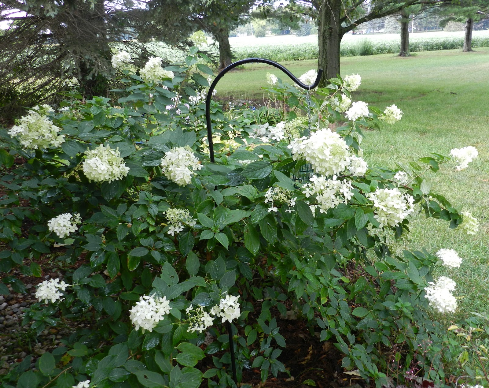 E Garden Vanilla Strawberry Hydrangea Flower Seed Price In India