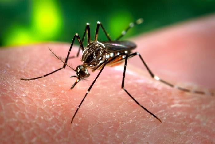 Da África, vírus Chikungunya se propaga na América Latina; principal afetado é Haiti