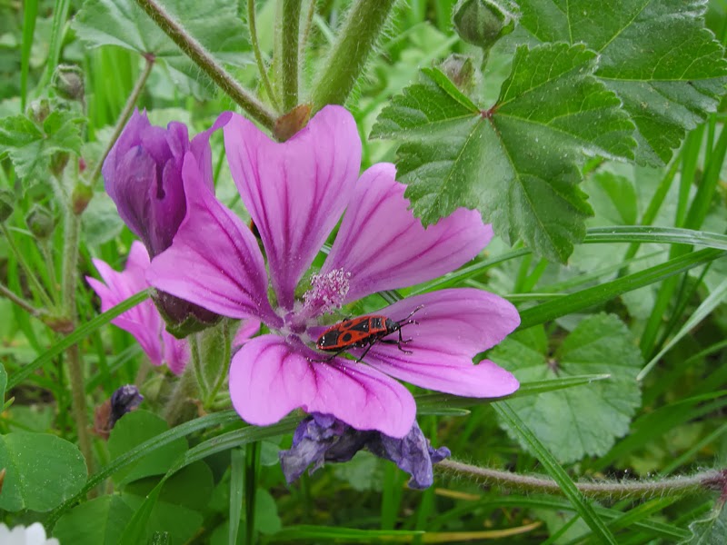 sulla pianta erbacea sulla pianta erbacea