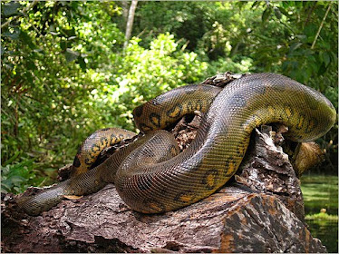 the big snake ANACONDA