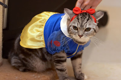 Fascination With Fear: OCTOBER 28: TWENTY-EIGHT COMICAL COSTUMED CATS